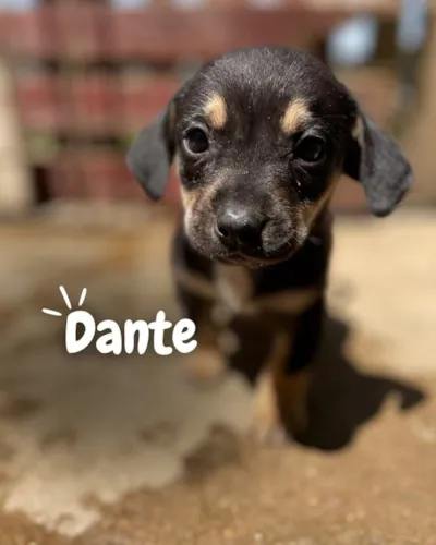 Adote um Amigo: Evento de Adoção de Cães e Gatos no Patteo Urupema Shopping
