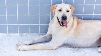 Adote um amigo: Zoonose de Bertioga tem mais de 170 pets à espera de um lar