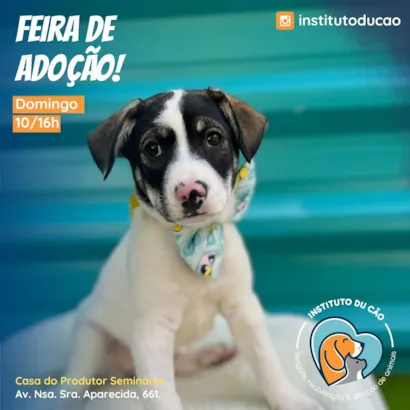 Feira de Adoção Du Cão!