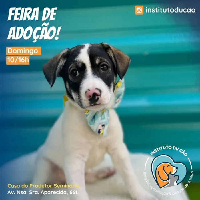 Feira de Adoção Du Cão!