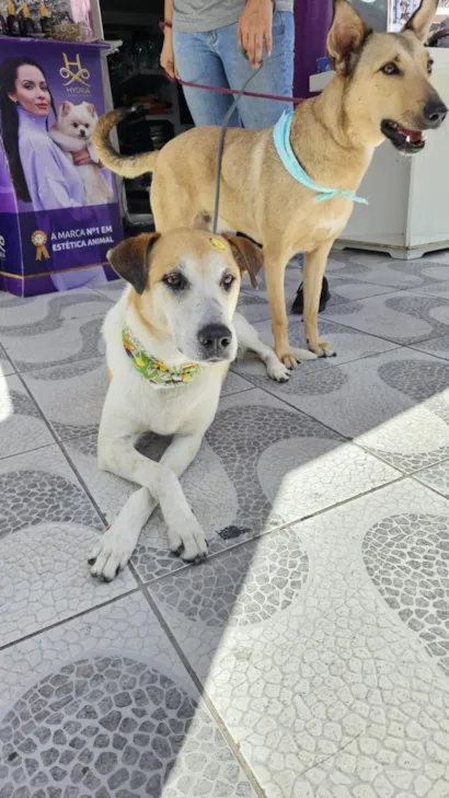 Ação de Adoção de Cães no Jogo do Pelotas na Boca do Lobo