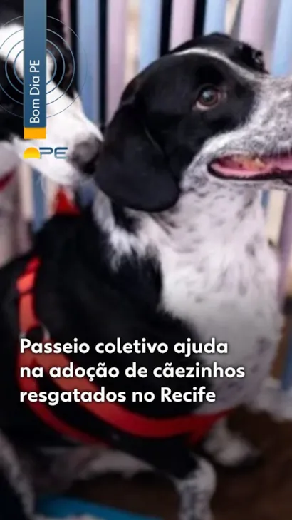 Passeio Coletivo pela Adoção de Cãezinhos Resgatados no Recife