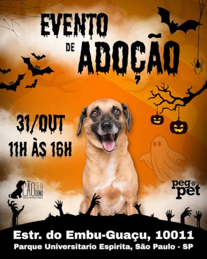 Evento de Adoção de Cães