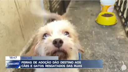 Feiras de Adoção de Cães e Gatos em Macaé (RJ) Têm Sucesso