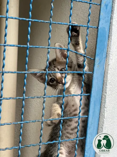 Adote um Filhote - CIBEAR Rondonópolis
