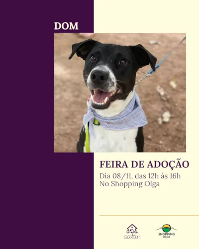 Feira de Adoção AATAN Sorocaba