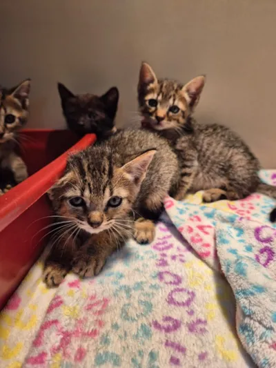 Feira de Adoção de Pets na Praça Ângelo Piazera