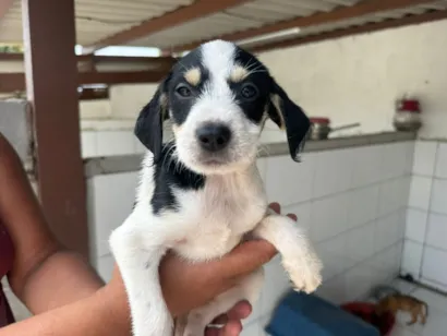 Feira de Adoção Animal em Cabo Frio