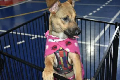 OAB Santo André promove feira de adoção animal