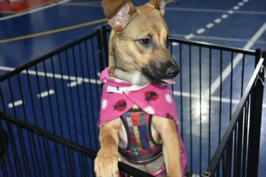 OAB Santo André promove feira de adoção animal