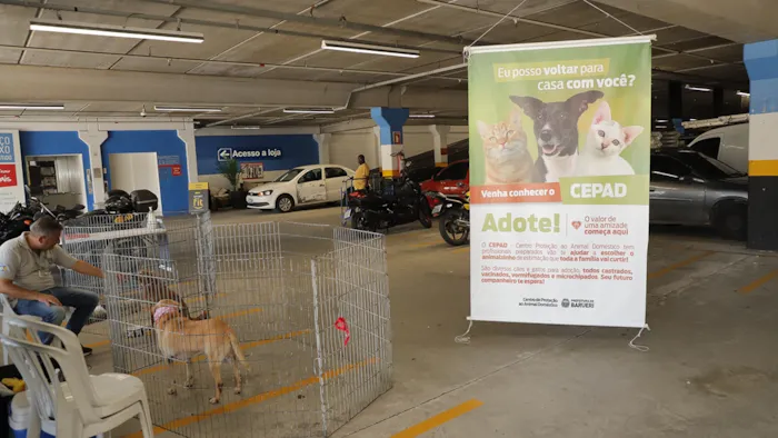 Feiras De Adoção De Pets Em Barueri Começam Neste Sábado E Seguem Durante Novembro