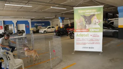 Feiras De Adoção De Pets Em Barueri Começam Neste Sábado E Seguem Durante Novembro