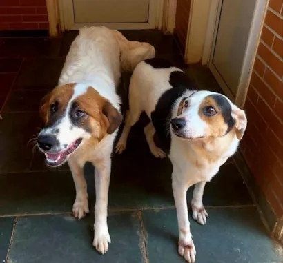 PET MANIA: ONG Aliança com a Vida reforça a importância da adoção responsável e da consciência social