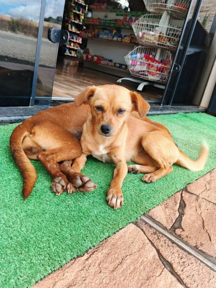 ONG APASFA Prudentópolis busca lares para duas cachorras abandonadas. Castração garantida para adoção responsável. Informe-se!