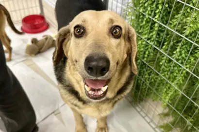 'Adote um Aumigo': Novas Edições do Evento de Adoção Pet em Novembro