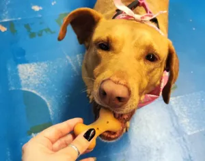 Feira de Adoção de Cães e Gatos em São José