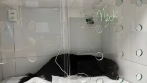 Evento de Adoção de Pets da ONG Abrigo Pegadas de Anjo na Torre