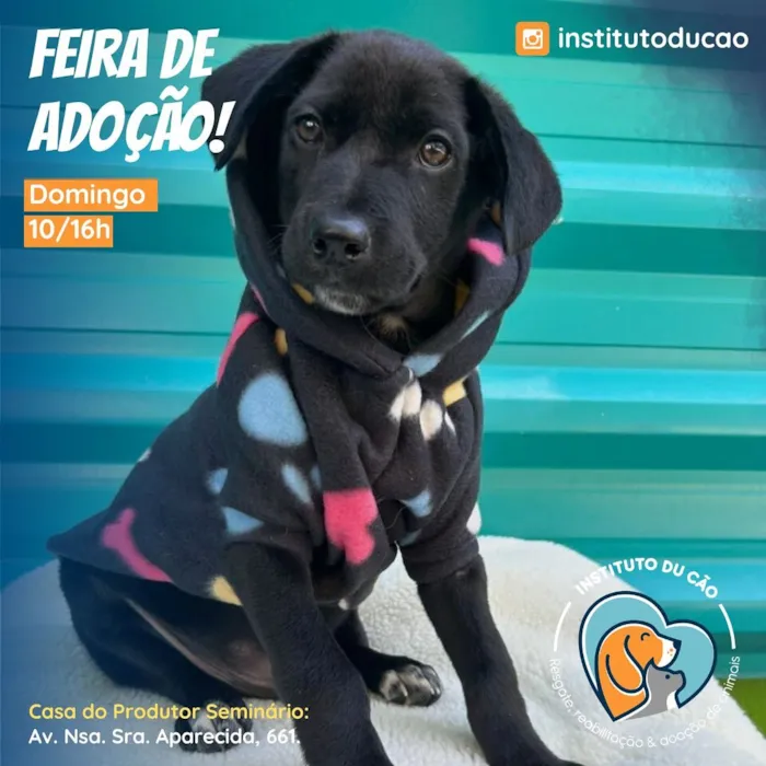 Participe da Feira de Adoção do Instituto Du Cão neste domingo na Casa do Produtor Seminário. Encontre seu novo amigo peludo!