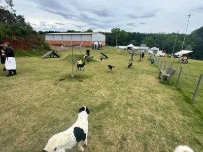 Feira de Adoção de Cães em Erechim: Amor e Solidariedade para Novos Lares