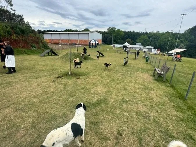 Feira de Adoção de Cães em Erechim no Parque Pet, evento mensal com foco em adoção responsável, bem-estar animal e solidariedade.