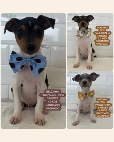 Adote um Amigo: Belzinho, Toninho e Hudinho Procuram um Lar!