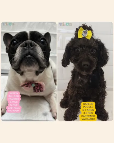 Adote Muffin e Carlos: Amigos que esperam um lar!