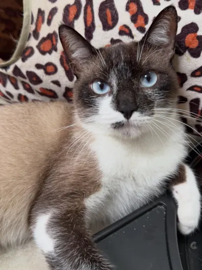 Adoção de Galileu: Um Gato Amoroso em Busca de um Lar