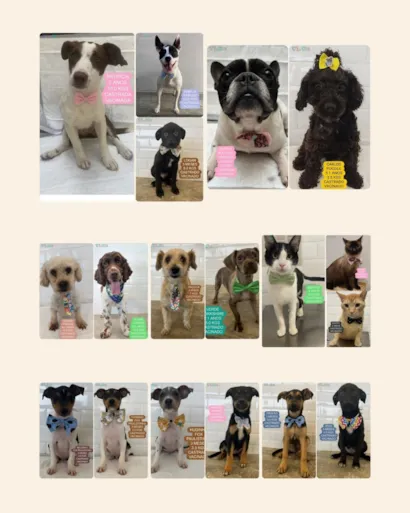 ADOTE ViCa: Encontre seu novo amigo fiel!