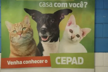 Adoção de Pets: Uma Corrente de Amor e Afeto em Barueri