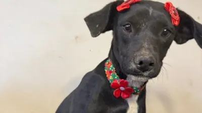 Evento "Deu Match": Adote um Cão em Goiânia Neste Sábado