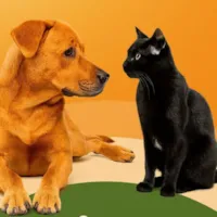 Feira de Adoção de Animais - Encontre seu Novo Companheiro!