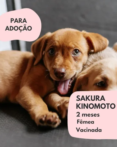 Adote a Sakura Kinomoto!