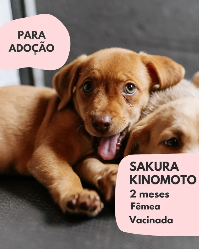Adote a Sakura Kinomoto! Filhote caramela de 2 meses, fêmea e vacinada. Resgatada e saudável, pronta para amar. Entre em contato para adotar ou ajude com PIX.