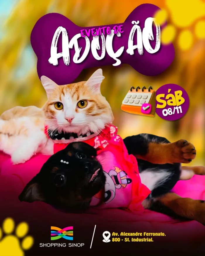 APAMS realiza evento de adoção de cães e gatos no Shopping Sinop. Encontre seu novo amigo e receba orientações sobre adoção consciente.