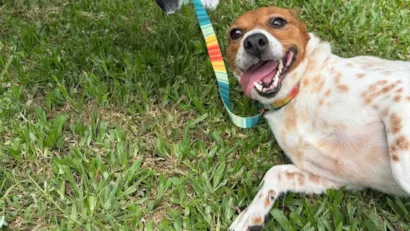 Bananinha te espera: Feira de Adoção em Balneário Camboriú neste sábado!