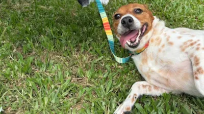 Bananinha, cão resgatado de 7 anos, espera por um lar em feira de adoção no sábado, 08/11/2025, em Balneário Camboriú. Participe!