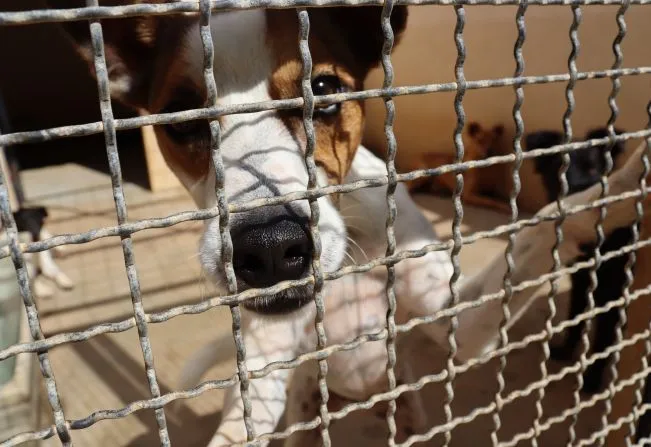 Prefeitura de Cerquilho realiza Feira de Adoção de Pets neste domingo, 09 de novembro, na Praça do Mangal, das 9h às 12h. Adote um cão ou gato resgatado e transforme vidas.