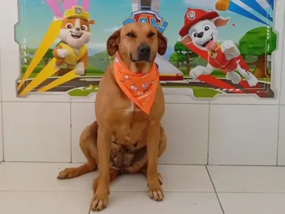 Adote um cão neste sábado, 8 de novembro de 2025, na Feira de Adoção de Animais em Cotia. Evento das 9h às 13h na Praça do Jardim Sabiá.