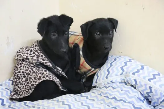 Feira de Adoção de Animais em Santo André neste sábado (8). Encontre seu novo companheiro no Hospital Veterinário. Adote com responsabilidade!