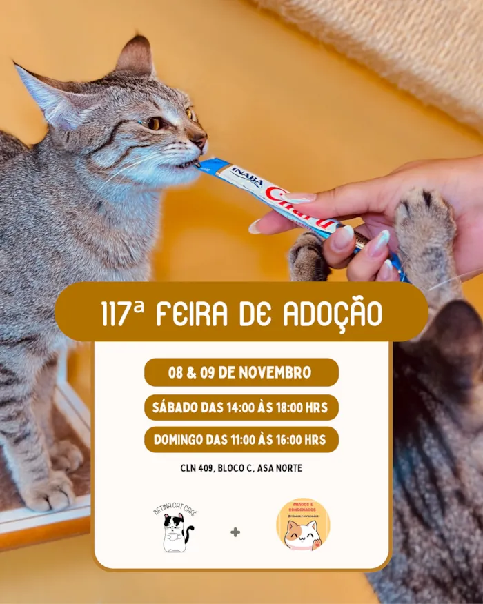 Participe da 117ª Feira de Adoção de Gatos nos dias 08 e 09 de novembro em Brasília. Encontre seu novo amigo peludo no Cat Café!