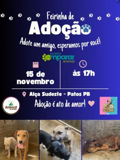 Feirinha de Adoção Amparar Animal acontece neste sábado (15) em Patos, PB. Adote um cão resgatado e dê uma nova chance a um amigo fiel. Apoio Moscow Pet e Animal Shopping.