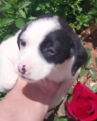 Feira de Adoção de Animais Resgatados em Araucária neste sábado (08/11). Adote um amigo e contribua com doações.