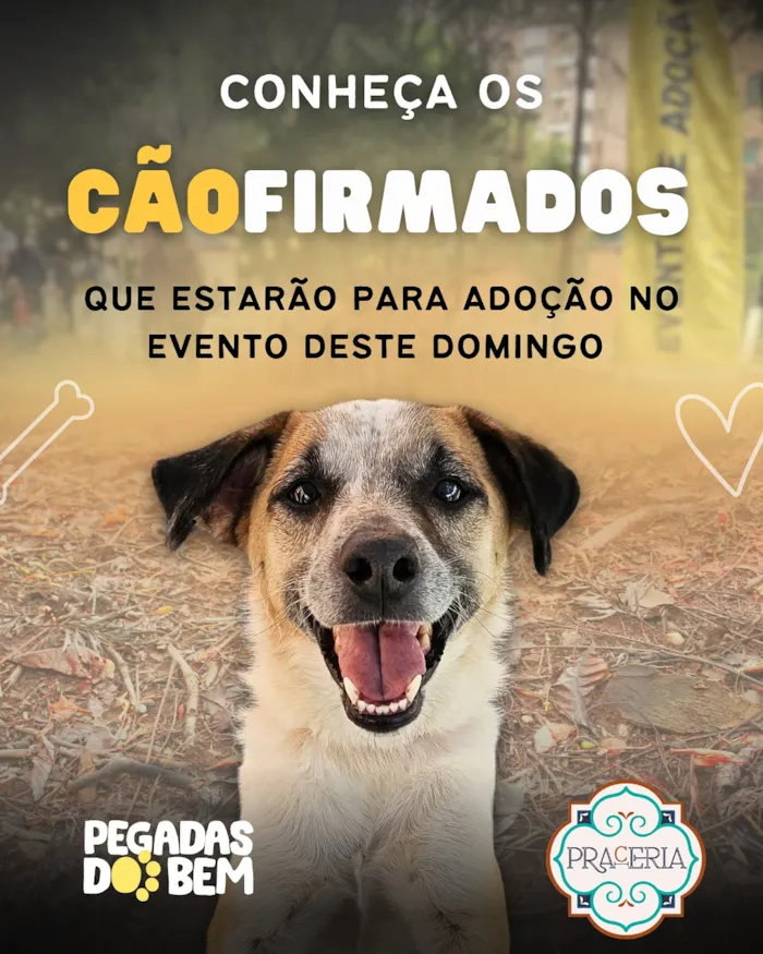 Conheça os Cãofirmados para Adoção!