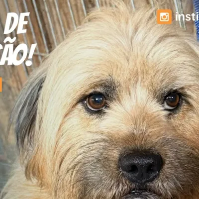 Feira de Adoção Du Cão na Casa do Produtor Seminário