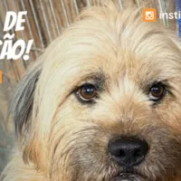 Feira de Adoção Du Cão na Casa do Produtor Seminário