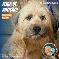 Feira de Adoção de Animais