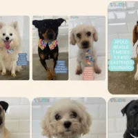 Adote seu novo amigo no VICA!