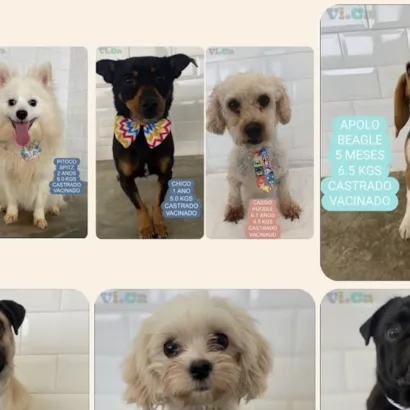 Adote um cão ou gato no VICA! Centro de adoção com horários flexíveis. Veja requisitos e venha encontrar seu novo amigo fiel. Transforme vidas!