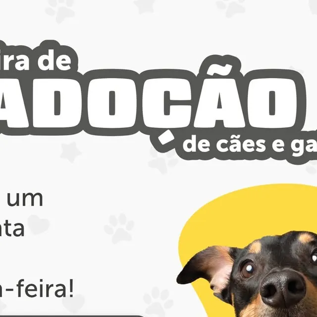 Participe da Feira de Adoção de Cães e Gatos em Santa Cruz do Sul! Animais vacinados, vermifugados e castrados aguardam um novo lar. Documentos necessários para adoção.