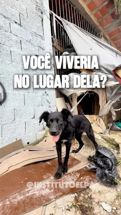Participe do nosso evento de adoção de animais neste domingo em Barueri e ajude a Feijoada a encontrar um lar. Adoções gratuitas com entrevista.